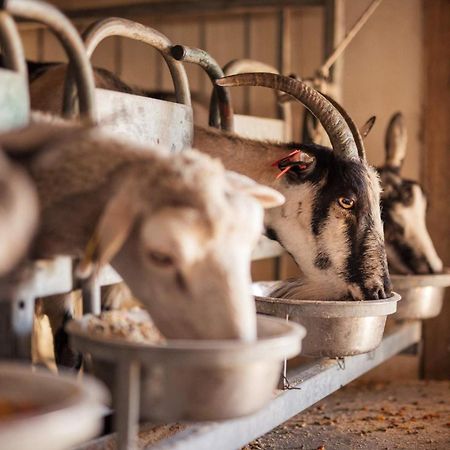 Bed&Breakfast Agroturizam Antunovic Kuna Pelješka Exteriör bild