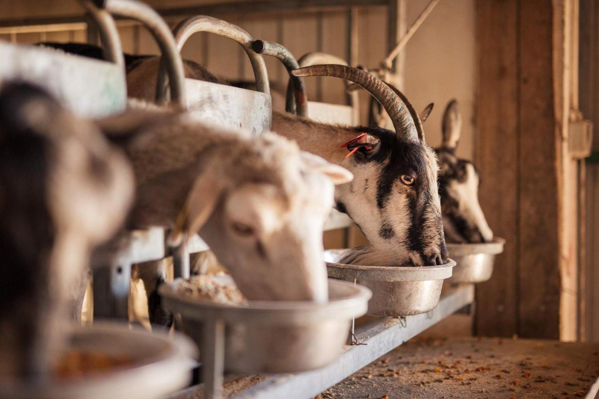 Bed&Breakfast Agroturizam Antunovic Kuna Pelješka Exteriör bild